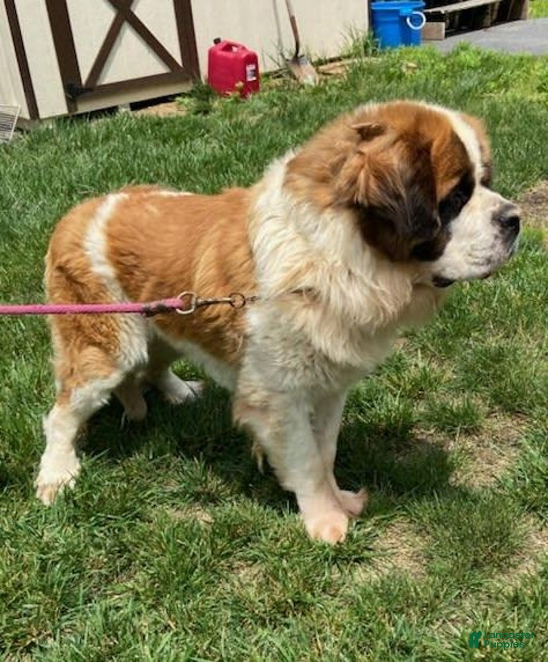 Saint Bernard dogs for sale: Holly - Image 16