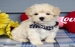 Maltipoo dogs for sale: Marly - Image 11