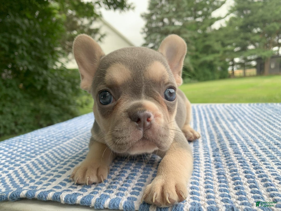 French Bulldog dogs for sale: Flower - Image 1