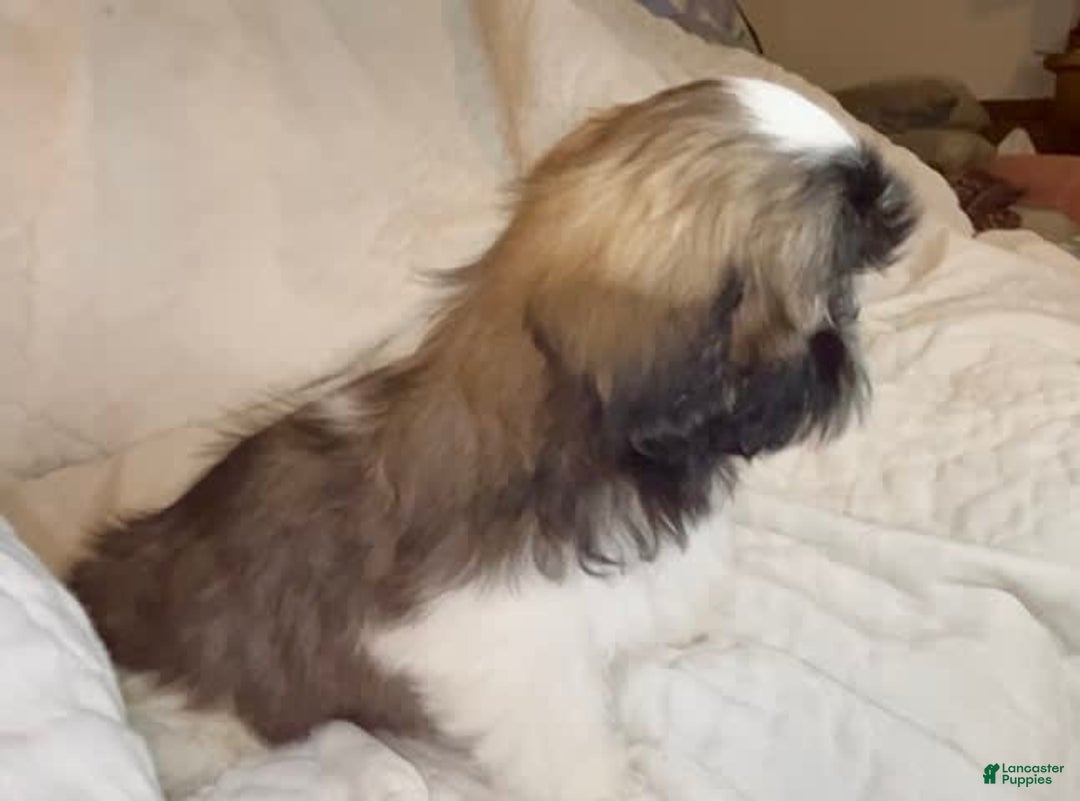 Shih Tzu dogs for sale: Teddy - Image 9