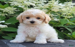 Bichpoo dogs for sale: Jimmy - Image 6