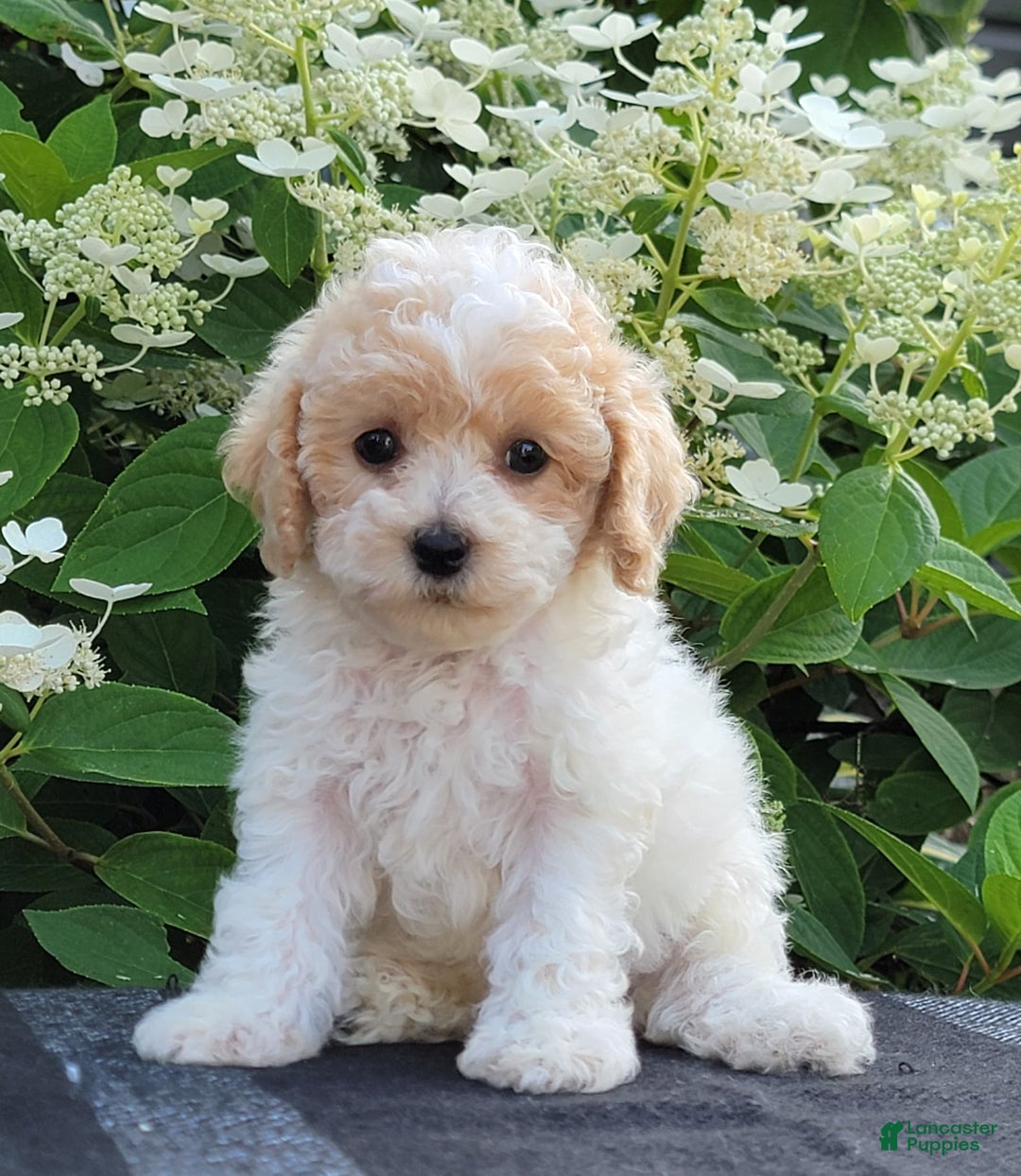 Bichpoo dogs for sale: Jimmy - Image 6