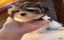 Morkie dogs for sale: Sydney - Image 5