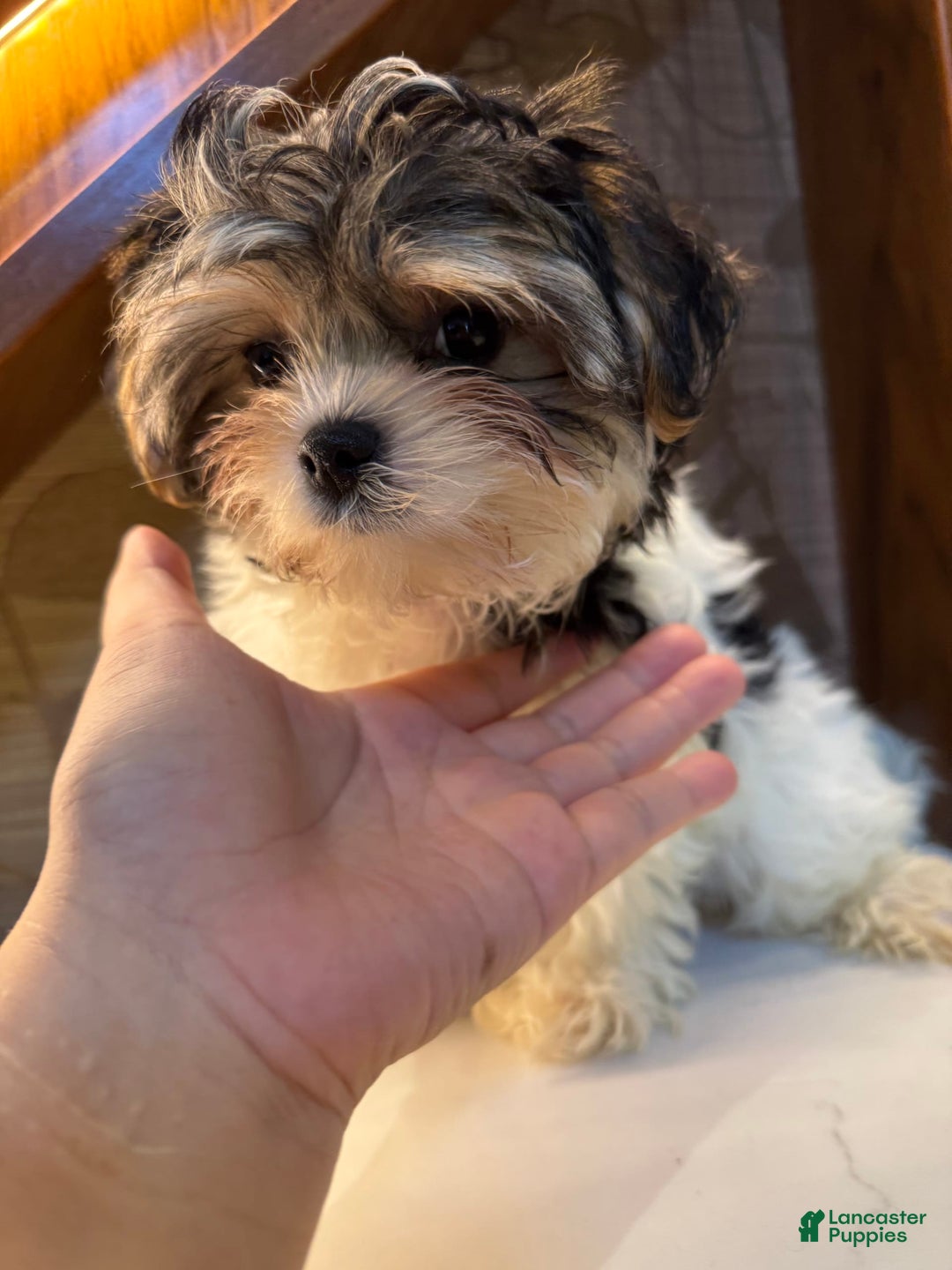 Morkie dogs for sale: Sydney - Image 5