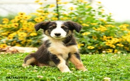 Border Collie dogs for sale: Shelby - Image 1