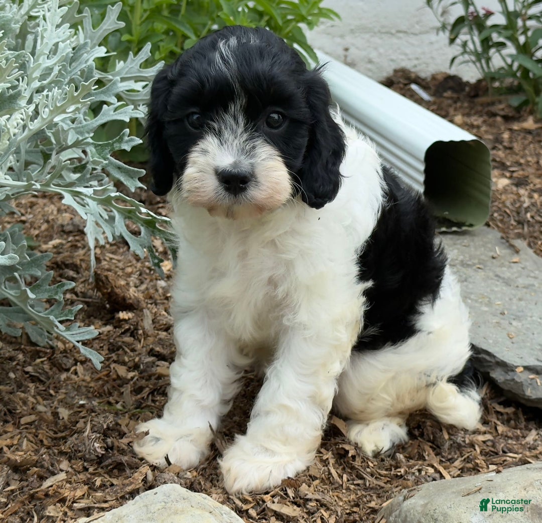 Cavapoo dogs for sale: Callie - Image 4