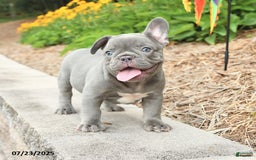 Frenchton dogs for sale: Robby - Image 3