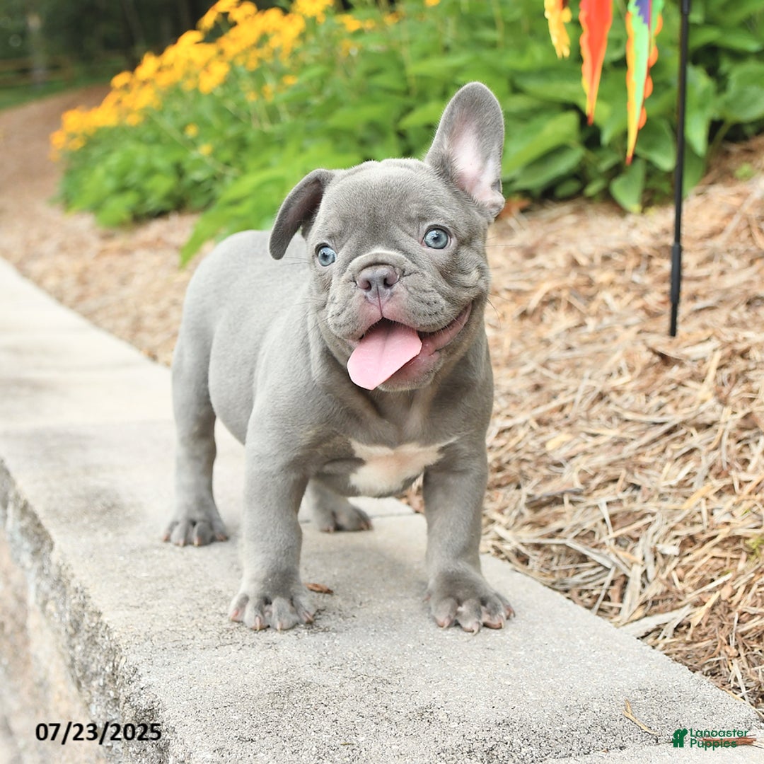 Frenchton dogs for sale: Robby - Image 3