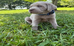 Labrador Retriever dogs for sale: Tubs - Image 5