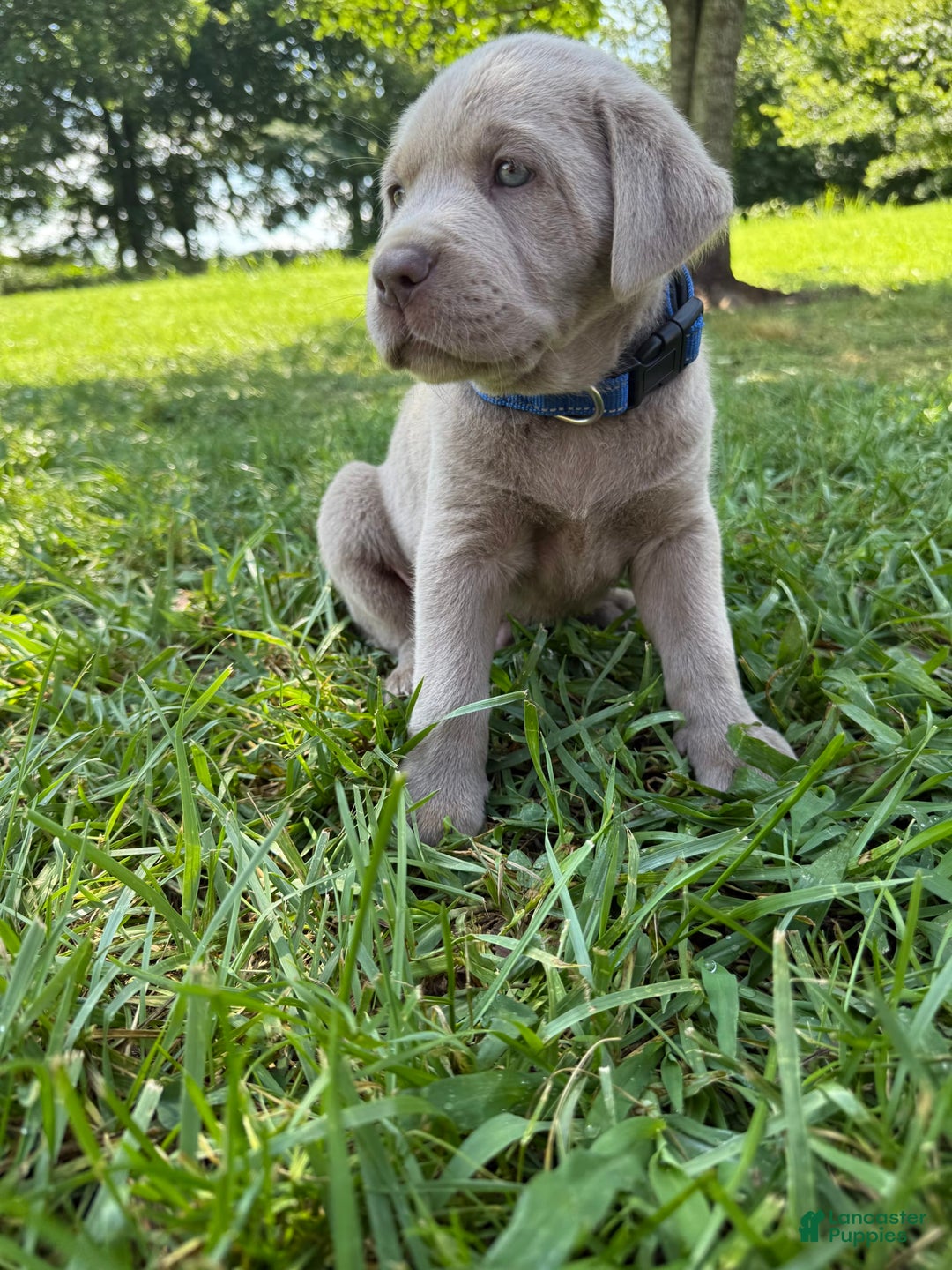 Labrador Retriever dogs for sale: Tubs - Image 5