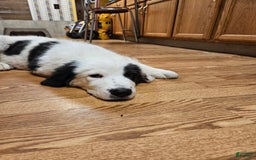 Great Pyrenees dogs for sale: Amie - Image 9