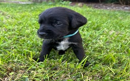 Cane Corso dogs for sale: Lily - Image 3