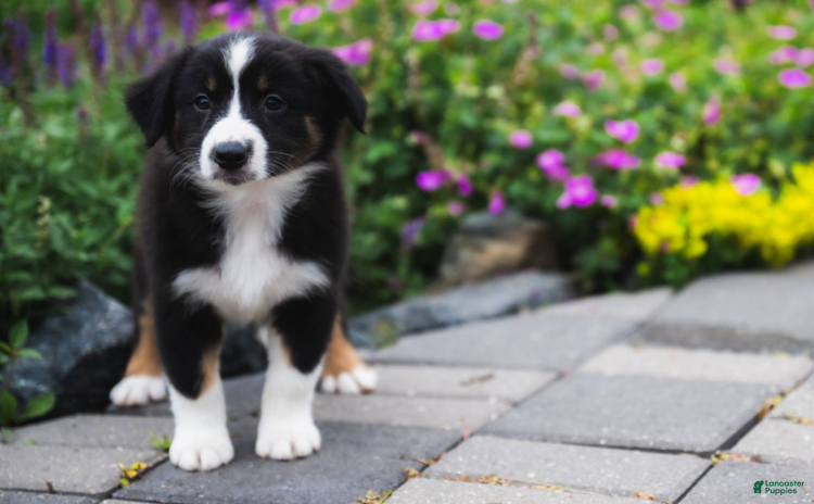 Australian Shepherd dogs for sale - Ad 3