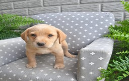 Labrador Retriever dogs for sale: Labrador Retriever 6 puppies - Image 5