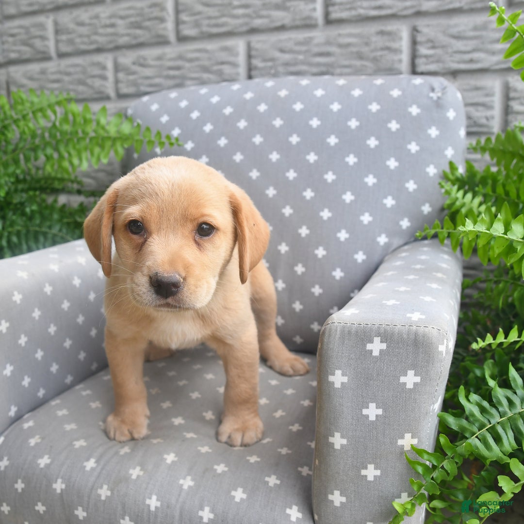 Labrador Retriever dogs for sale: Labrador Retriever 6 puppies - Image 5