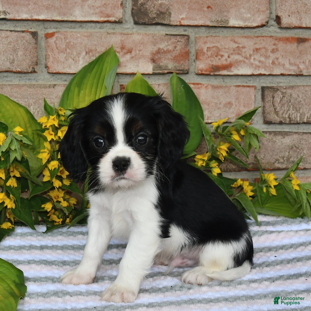 Cavalier King Charles Spaniel dogs for sale: Dasher - Image 12
