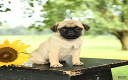 Pug dogs for sale: Ralph - Image 4