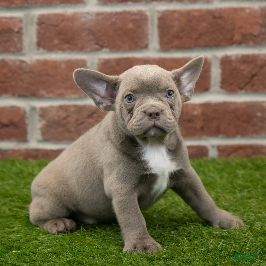 Frenchton dogs for sale: Rocket - Image 8