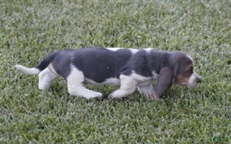 Basset Hound dogs for sale: Ann - Listing for pets: Ann, DEB, Flo, IDA, Jed, Ned, Ted - Image 7