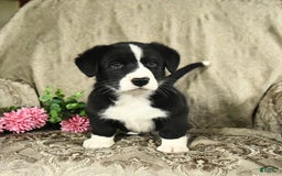 Bernese Mountain Dog dogs for sale: Felix - Image 8