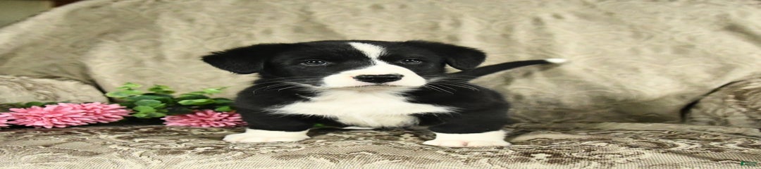 Felix