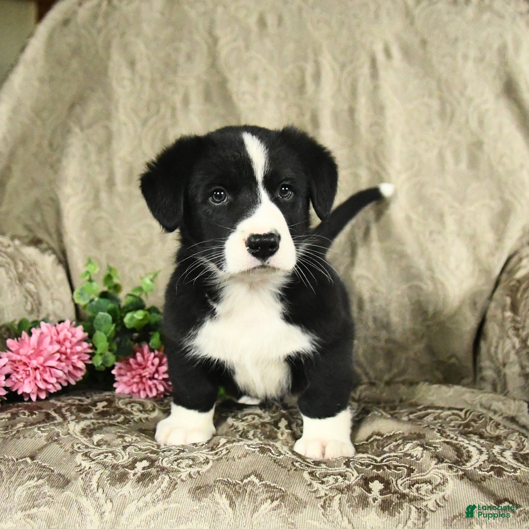 Bernese Mountain Dog dogs for sale: Felix - Image 8
