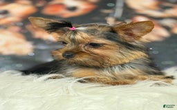 Yorkshire Terrier dogs for sale: Lola - Image 6