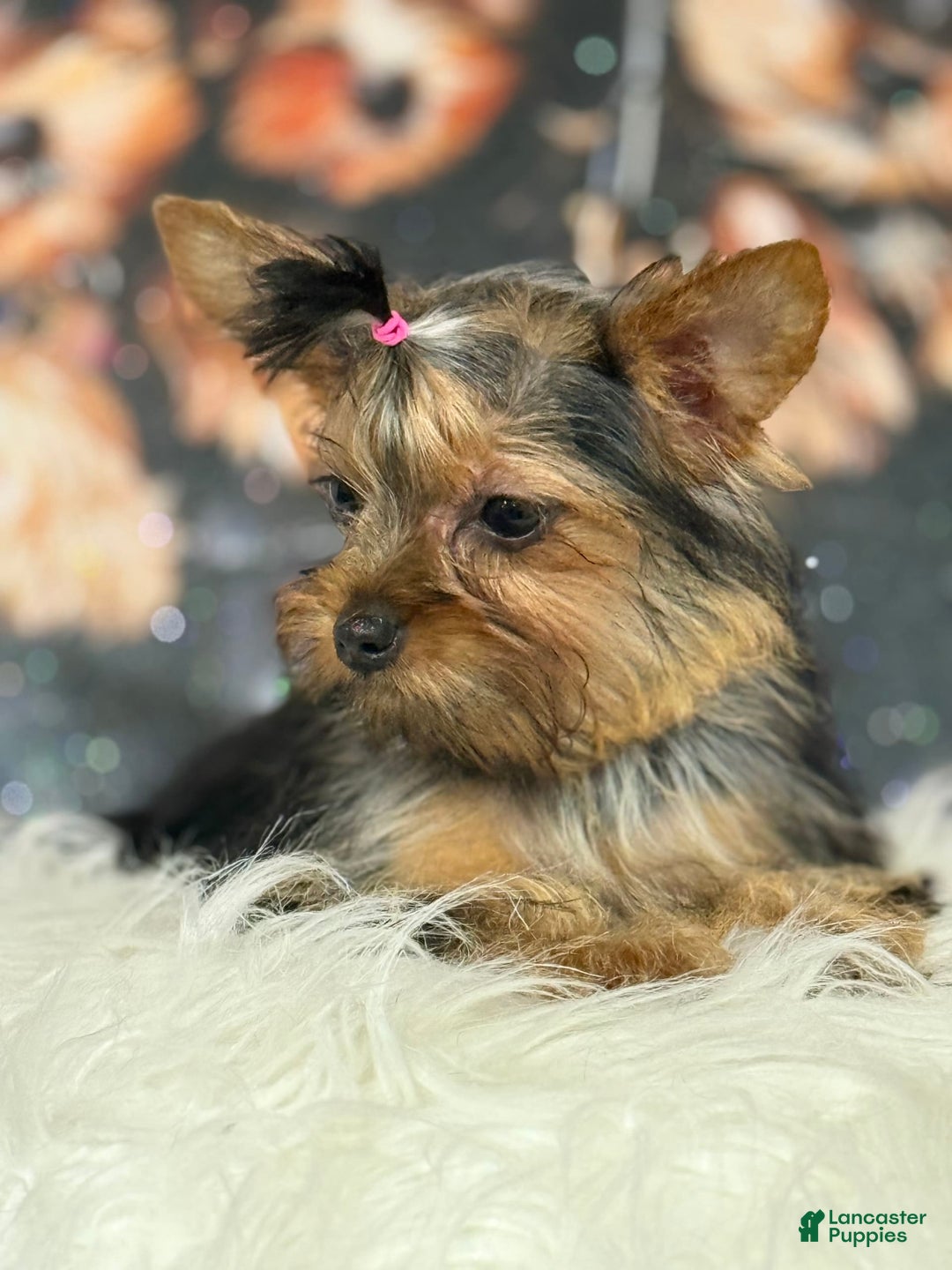 Yorkshire Terrier dogs for sale: Lola - Image 6