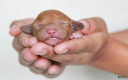 Cavapoo dogs for sale: Pennywhistle - Image 3
