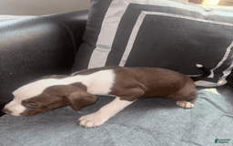 American Bully dogs for sale: Sweetums - Image 6