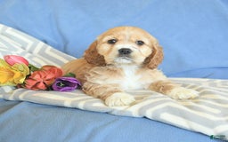 Cocker Spaniel dogs for sale: Huck - Image 1