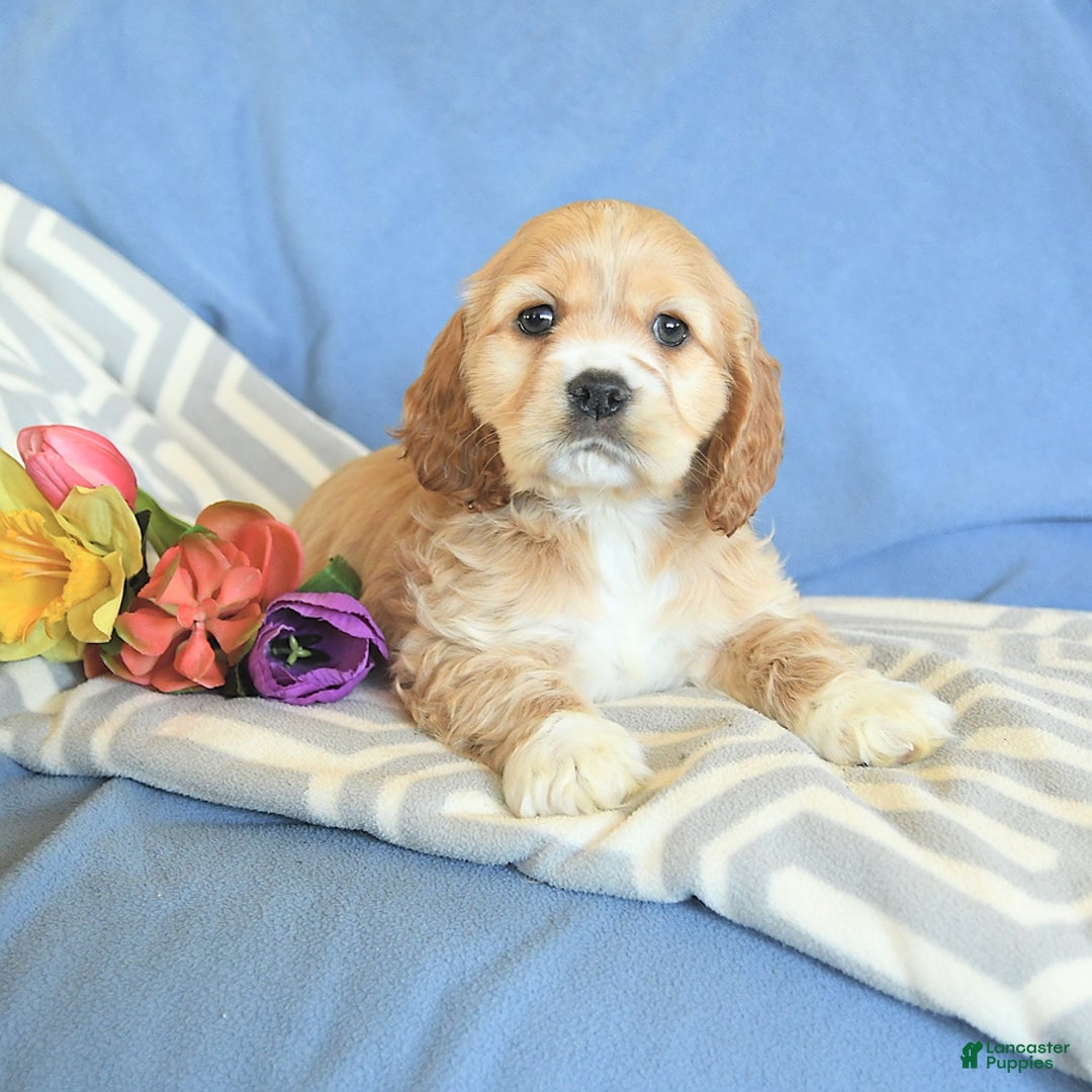 Cocker Spaniel dogs for sale: Huck - Image 1