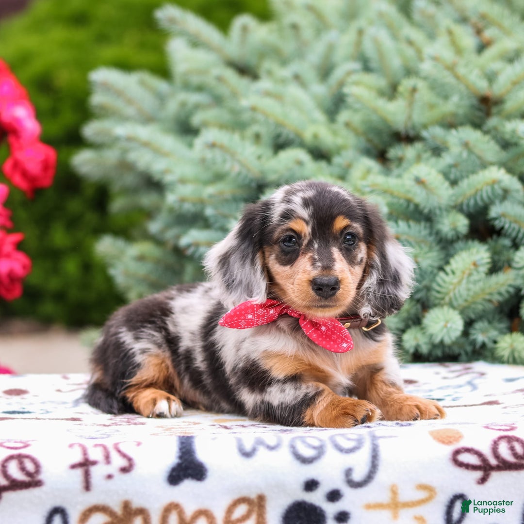 Miniature Dachshund dogs for sale: Quinn - Image 1