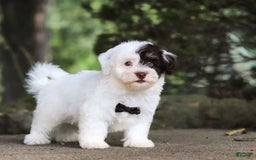Havanese dogs for sale: Hayes - Image 4