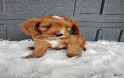 Cavapoo dogs for sale: Prince - Image 2