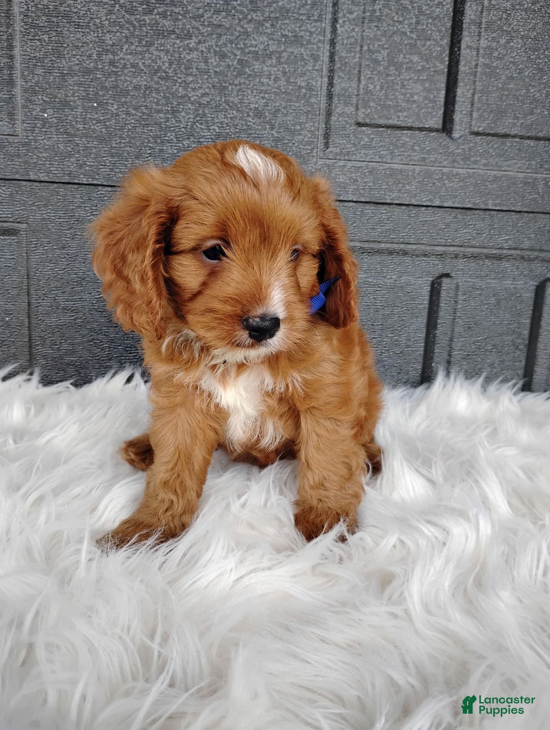 Cavapoo dogs for sale: Prince - Image 2