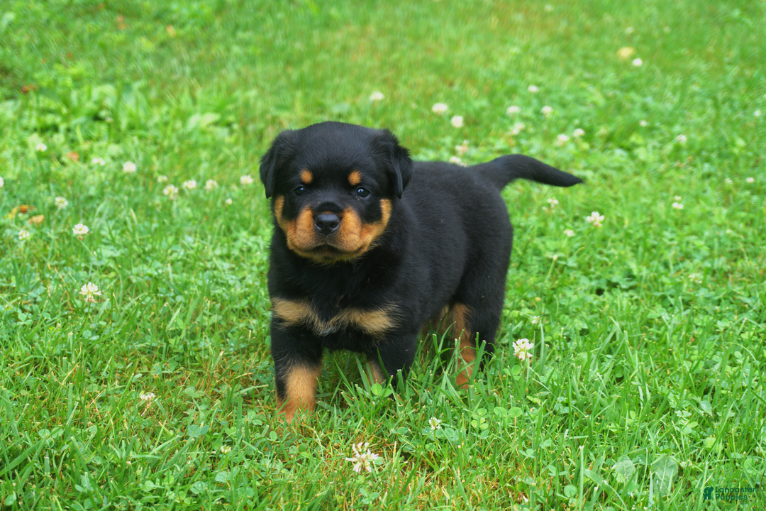 Rottweiler dogs for sale: Ruby - Image 6