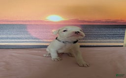 Boxer dogs for sale: Rocko - Image 1