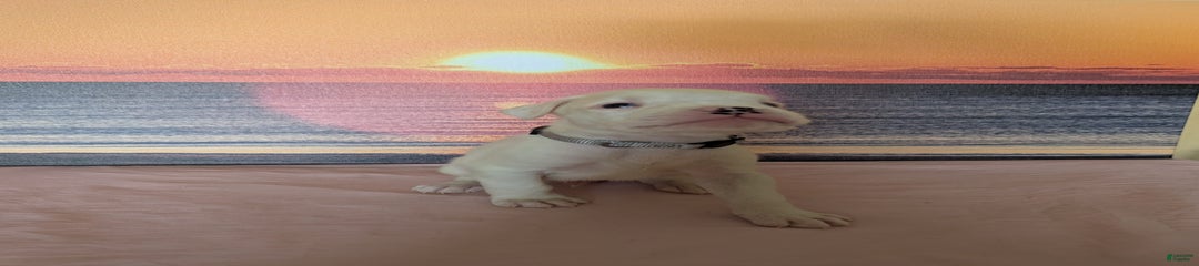 Rocko