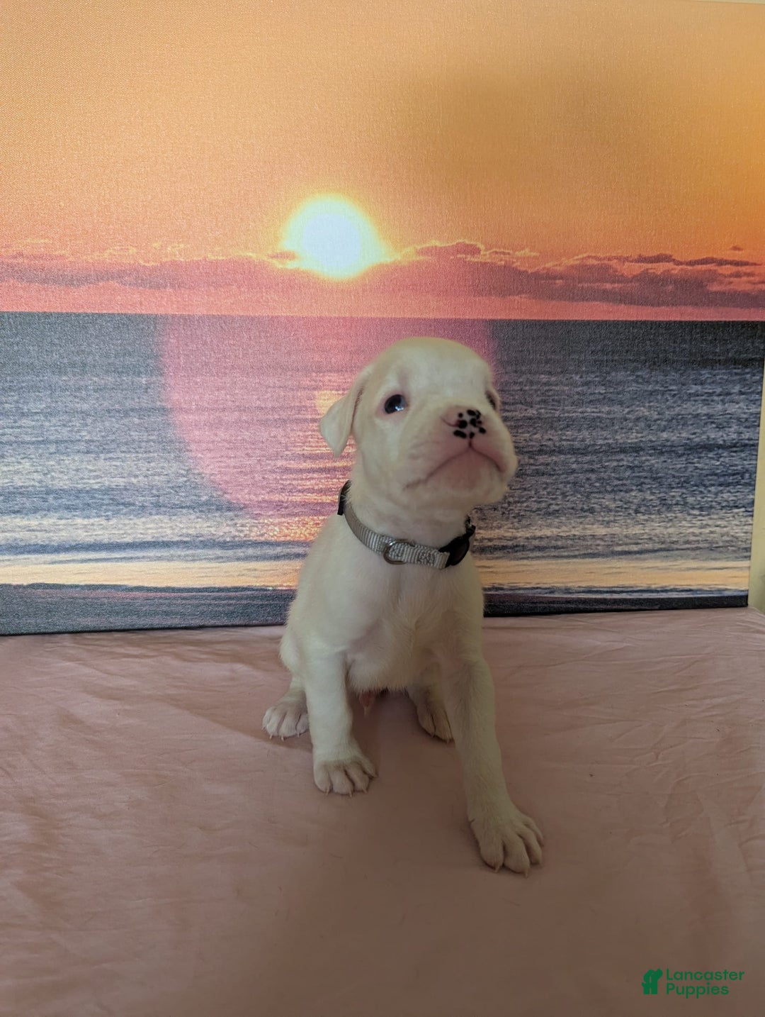 Boxer dogs for sale: Rocko - Image 1