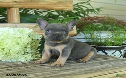 French Bulldog dogs for sale: Tess - Image 2