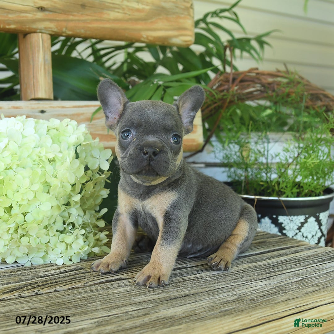 French Bulldog dogs for sale: Tess - Image 2