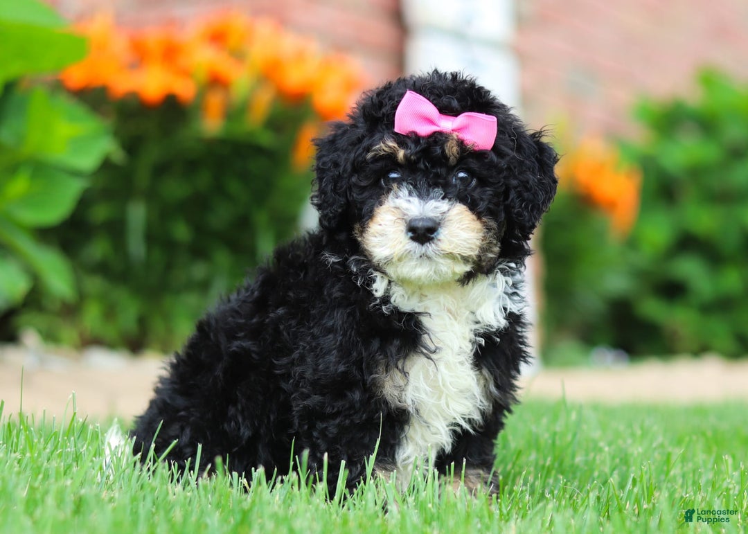 Mini Bernedoodle dogs for sale: Kaylee - Image 3