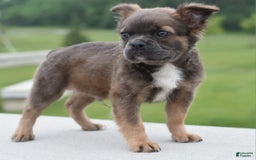 Frenchton dogs for sale: Milo Fluffy - Image 5
