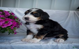 Bernedoodle dogs for sale: Spiderman - Image 7