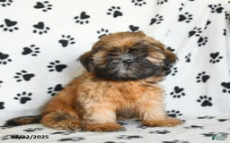 Shih Tzu dogs for sale: Leo - Image 7