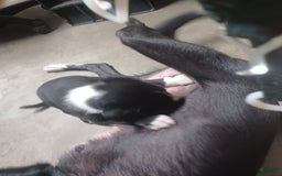 Border Collie dogs for sale: Stripe - Image 2