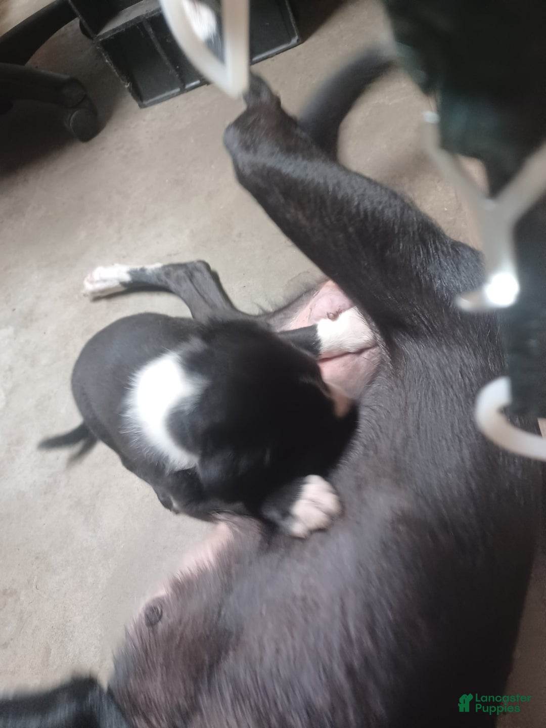 Border Collie dogs for sale: Stripe - Image 2