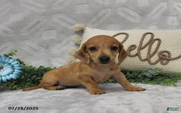 Miniature Dachshund dogs for sale: Dawson - Image 1
