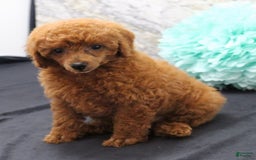 Miniature Poodle dogs for sale: Stanley - Image 2